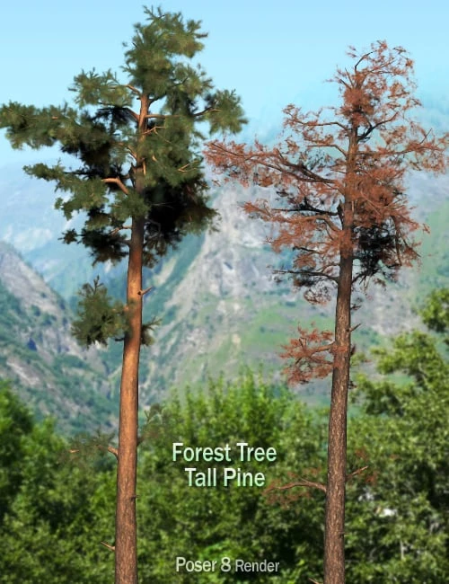 These are tall trees